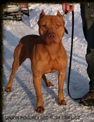 Photo of the dog