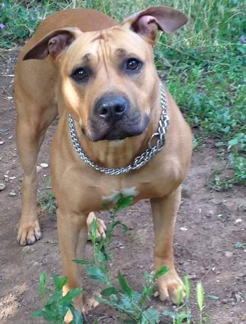 Photo of the dog