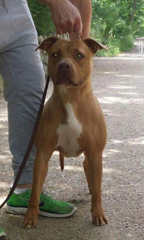 Photo of the dog