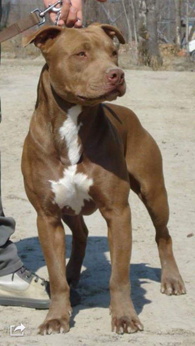 Photo of the dog