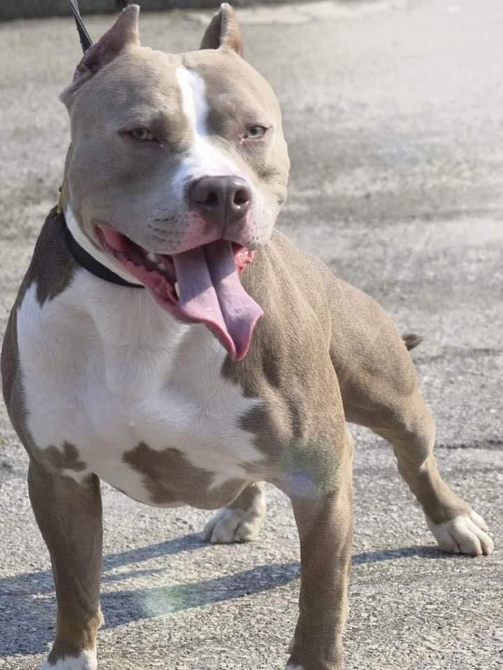 Photo of the dog