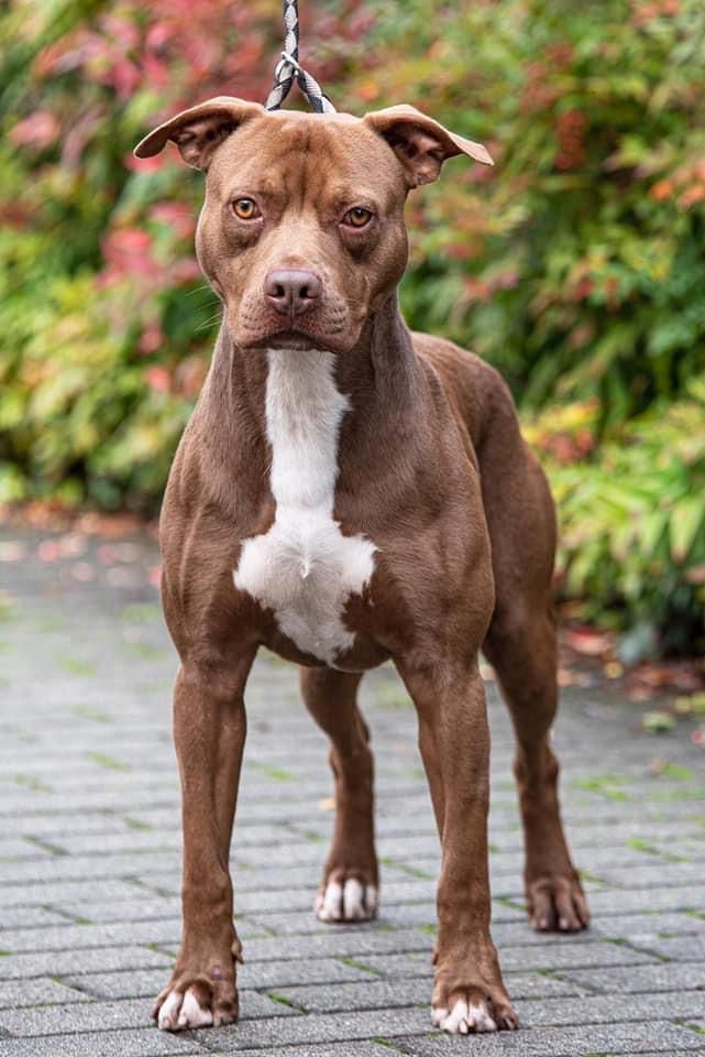 Photo of the dog