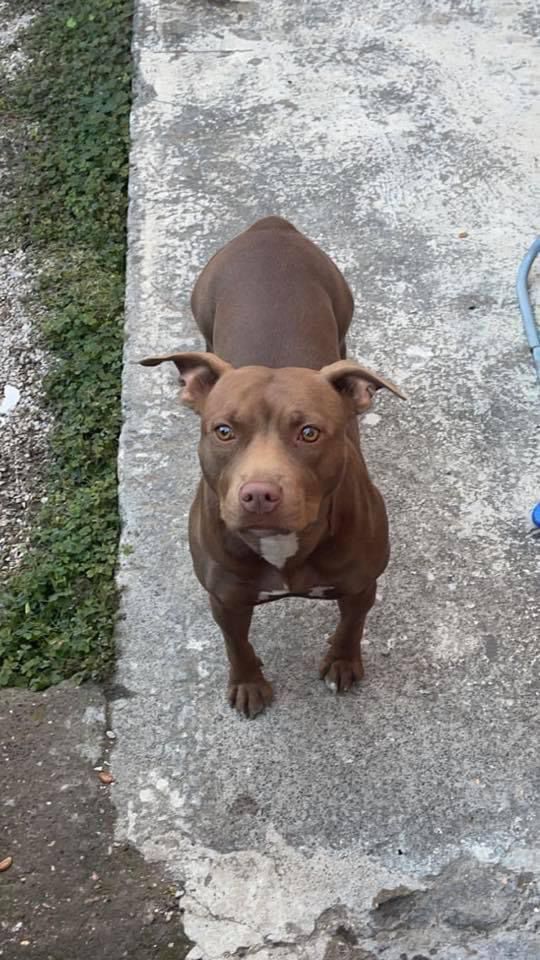 Photo of the dog