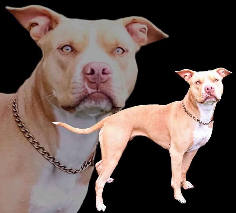 Photo of the dog