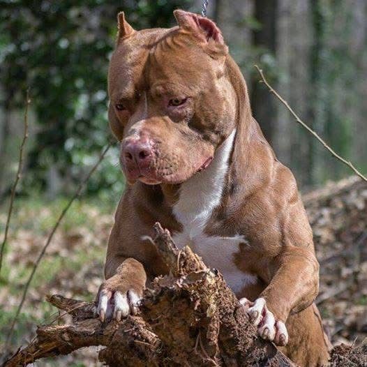 Photo of the dog