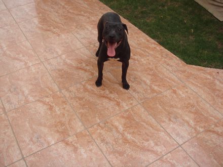 Photo of the dog