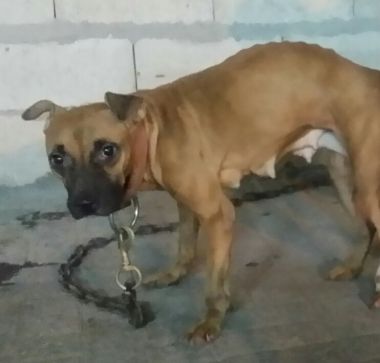 Photo of the dog