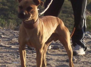 Photo of the dog