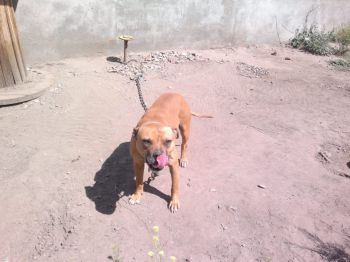 Photo of the dog