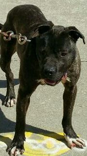 Photo of the dog