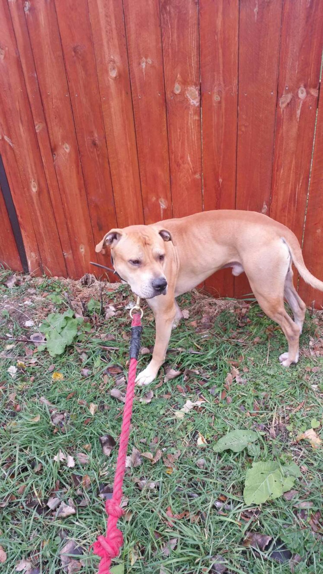 Photo of the dog