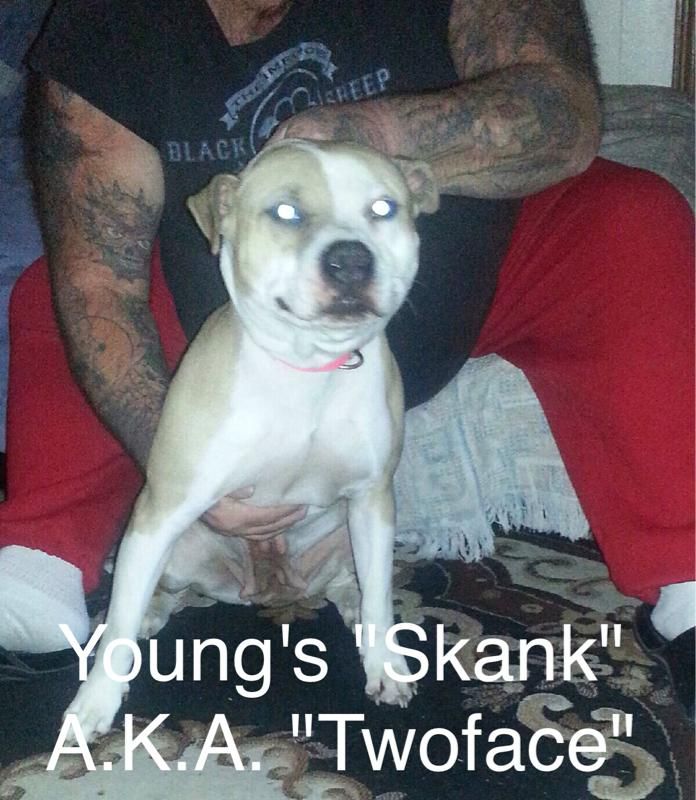 Photo of the dog