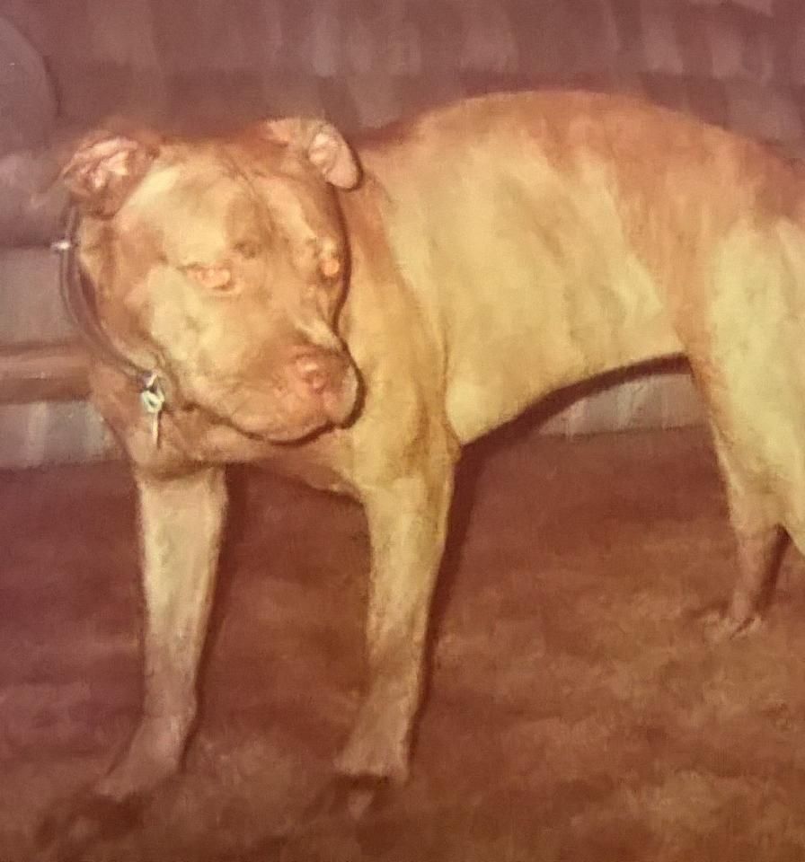 Photo of the dog
