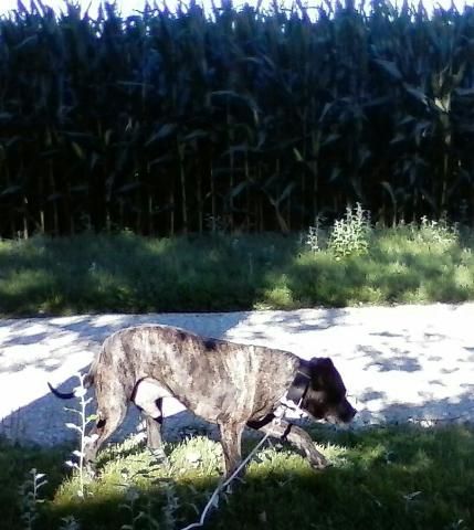 Photo of the dog