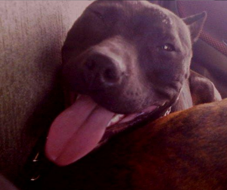 Photo of the dog