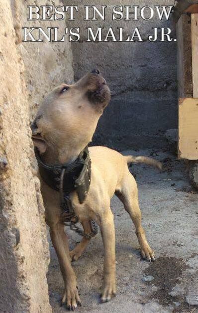 Photo of the dog