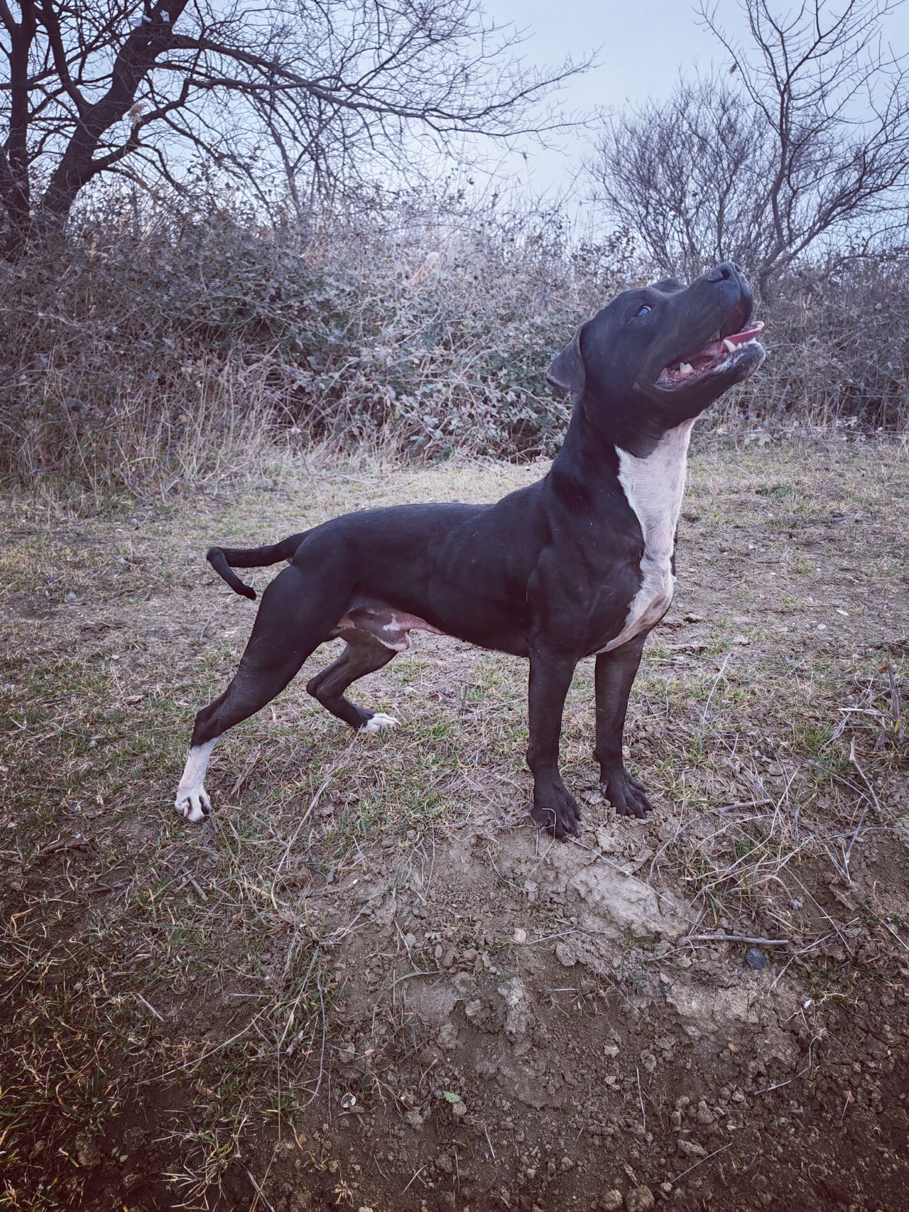Photo of the dog