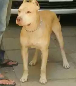 Photo of the dog
