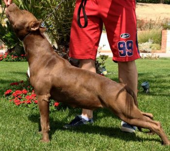 Photo of the dog