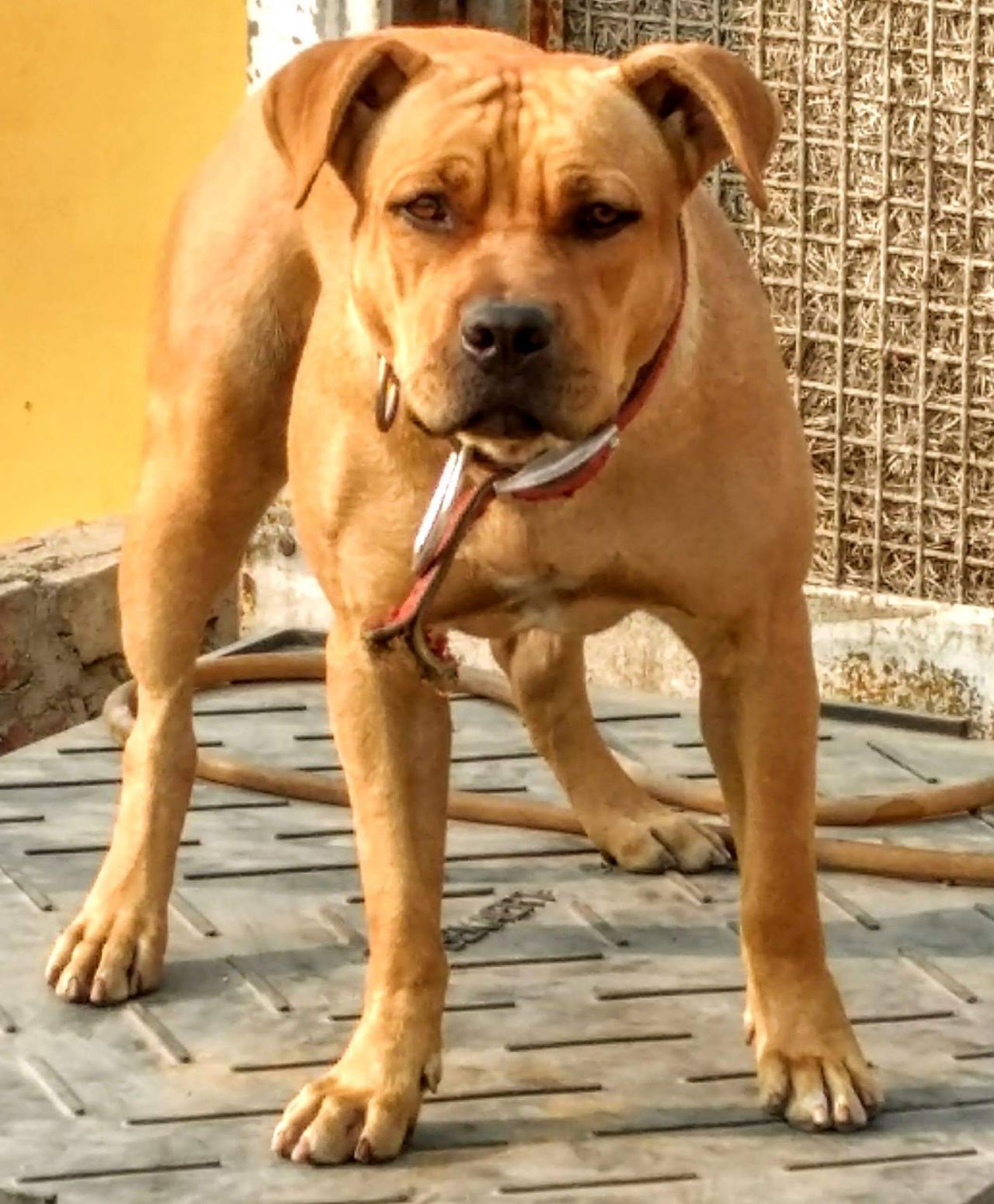 Photo of the dog