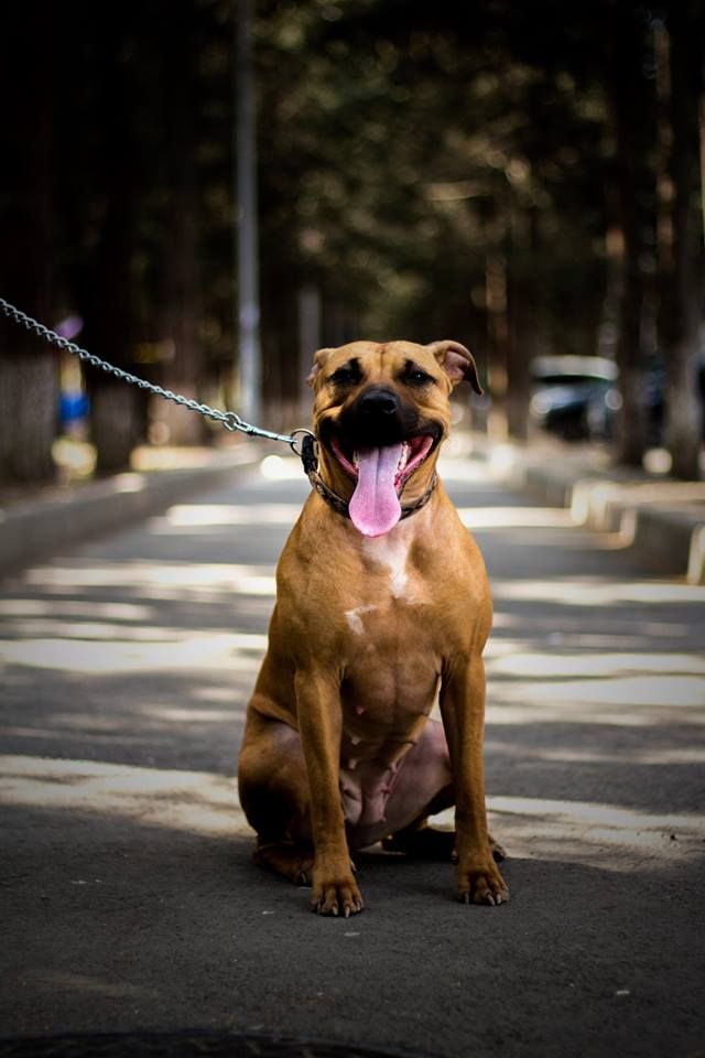 Photo of the dog