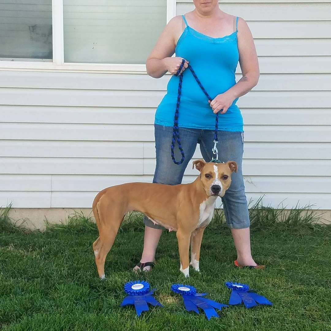 Photo of the dog