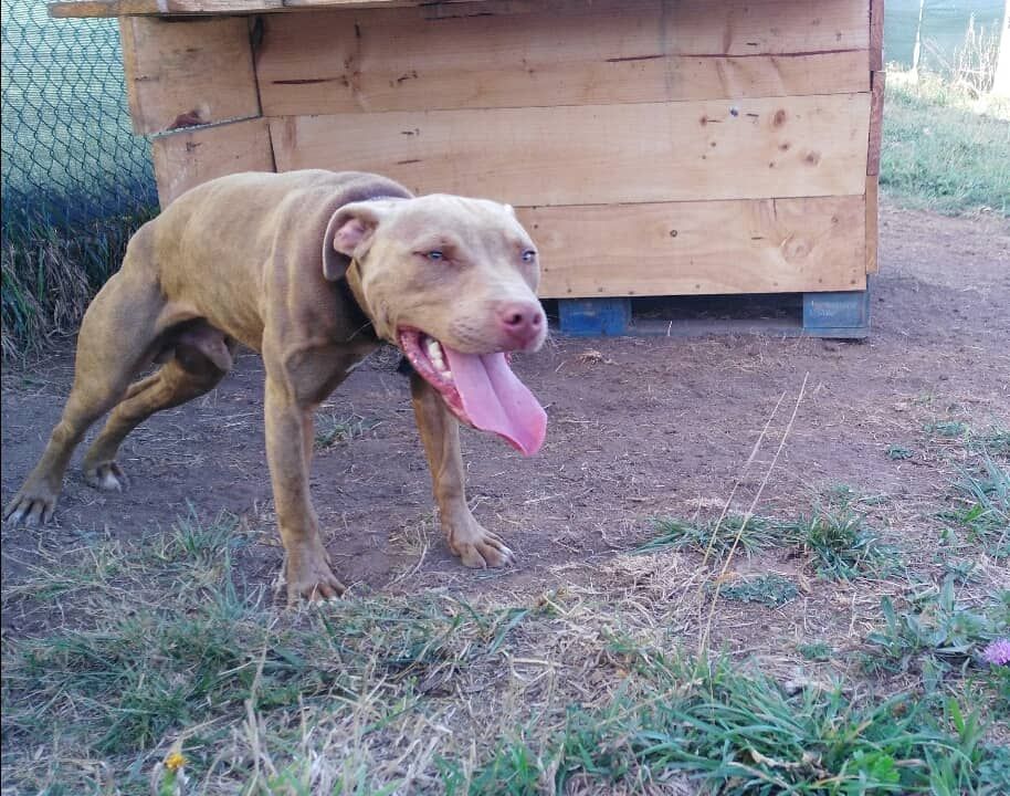 Photo of the dog