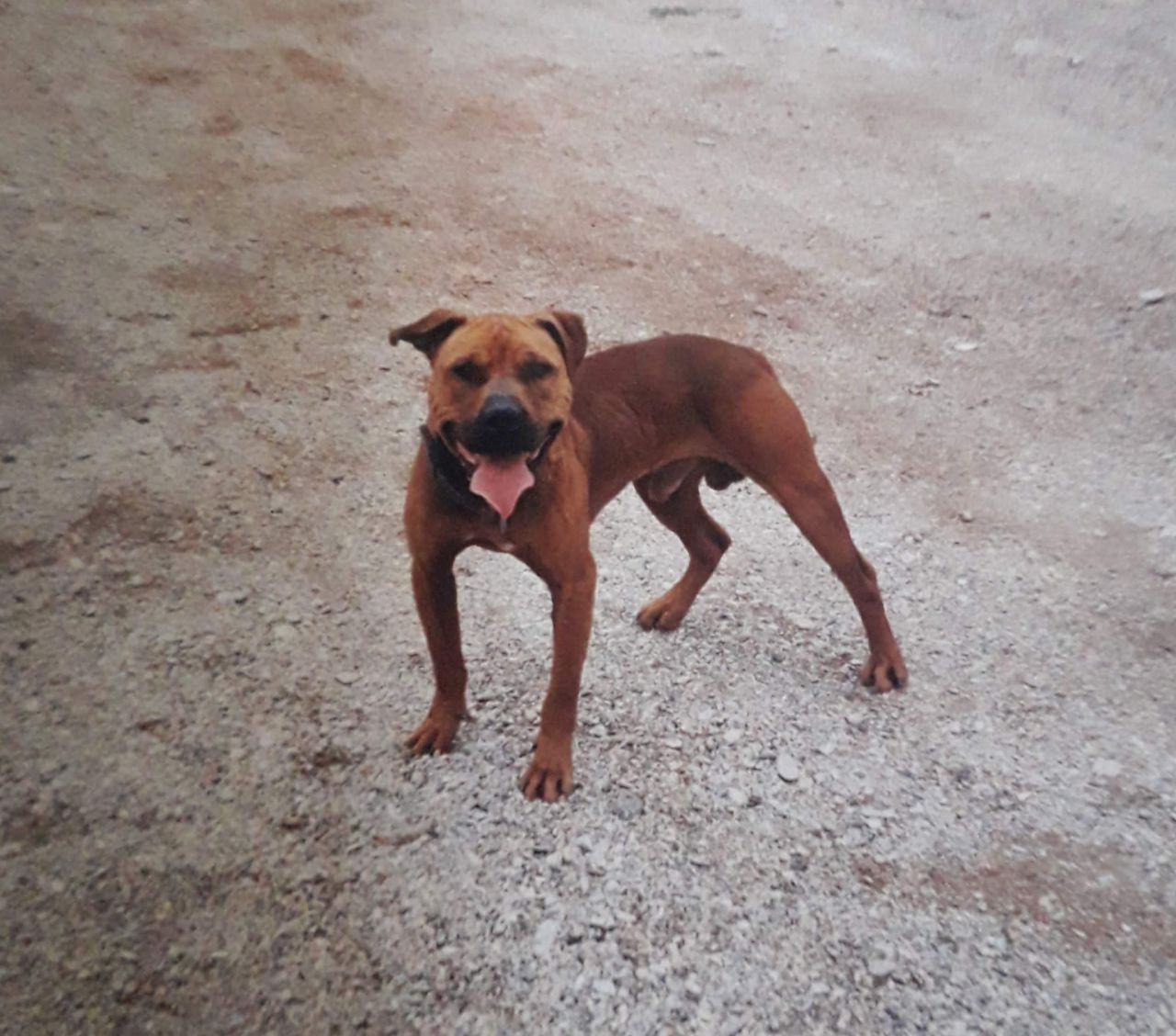 Photo of the dog