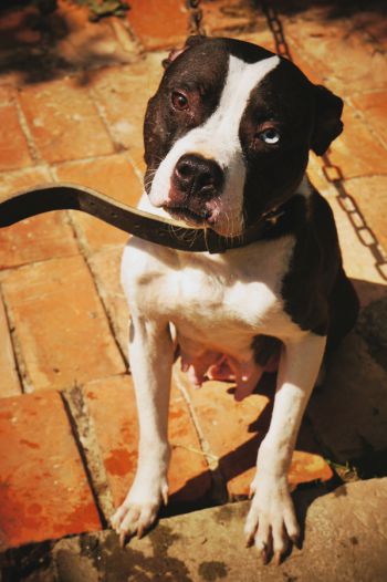 Photo of the dog