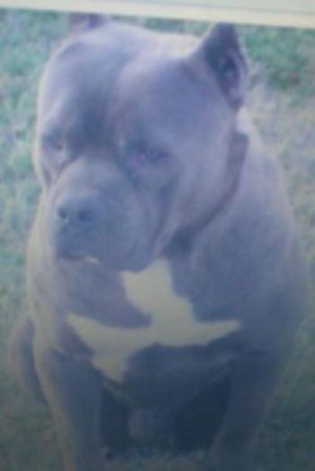 Photo of the dog