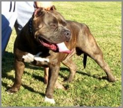 Photo of the dog