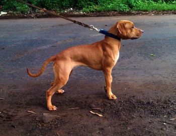 Photo of the dog
