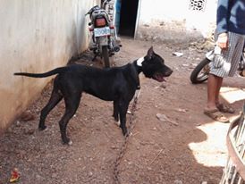 Photo of the dog