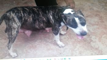 Photo of the dog