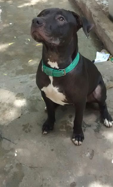 Photo of the dog