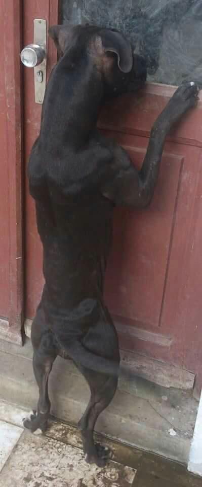 Photo of the dog