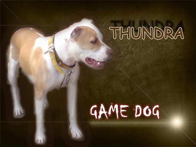 Photo of the dog