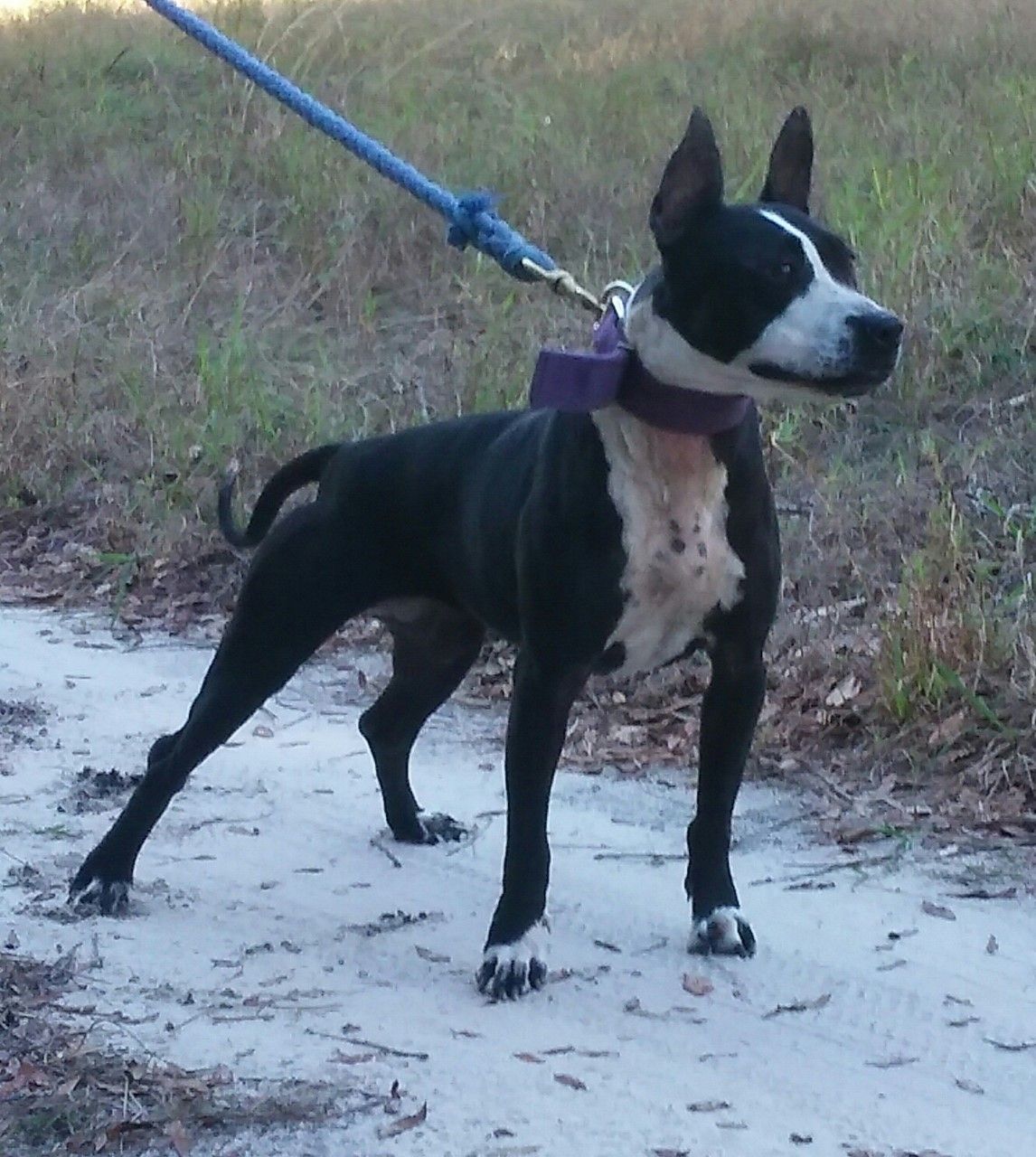 Photo of the dog