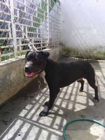 Photo of the dog