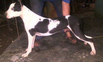 Photo of the dog