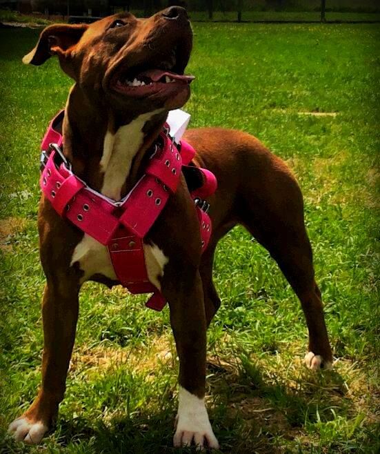 Photo of the dog