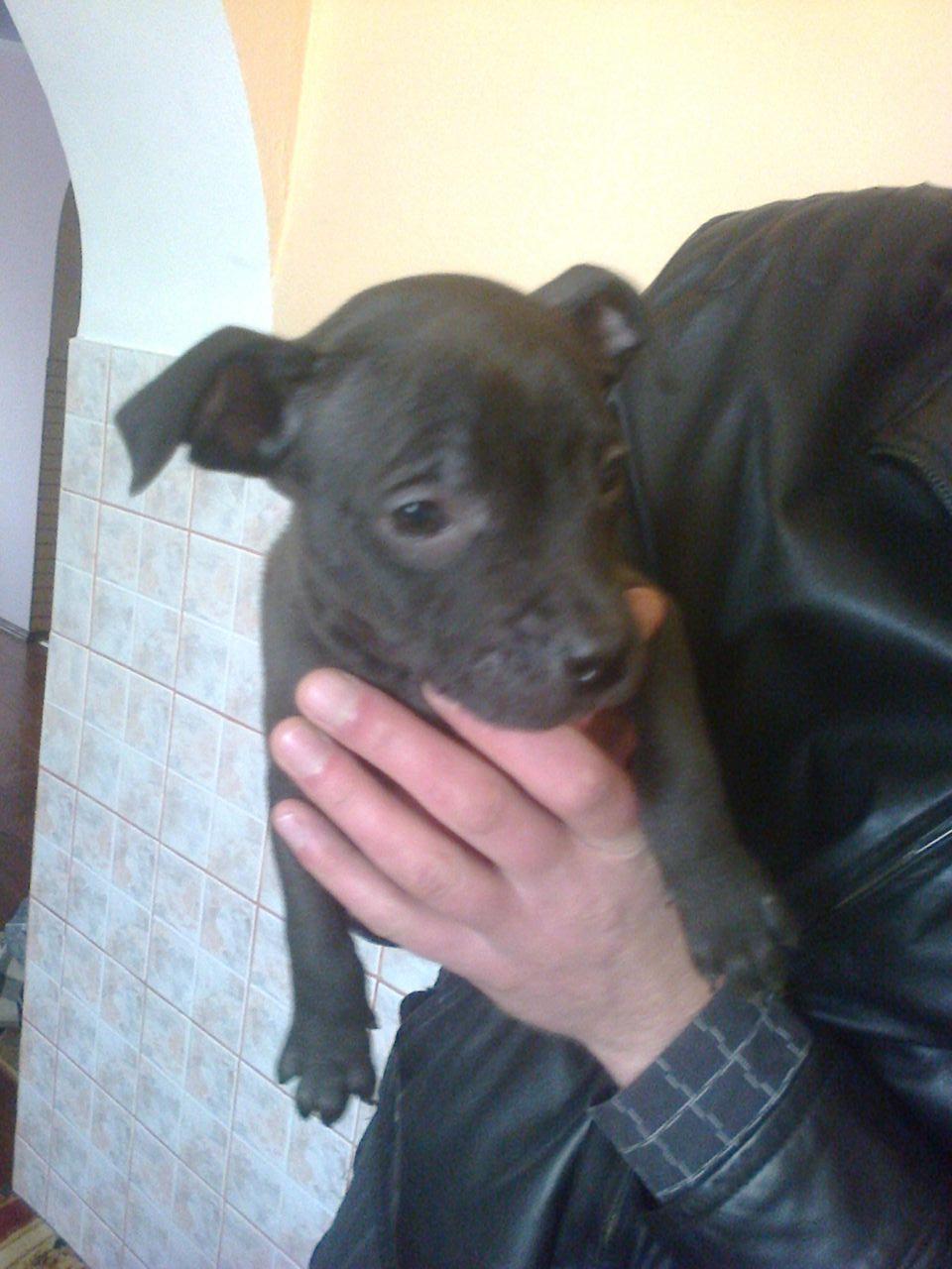 Photo of the dog