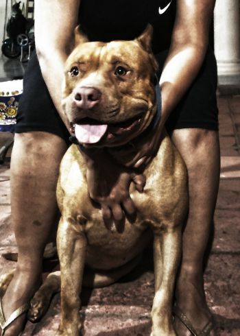 Photo of the dog