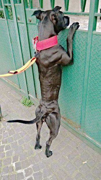 Photo of the dog