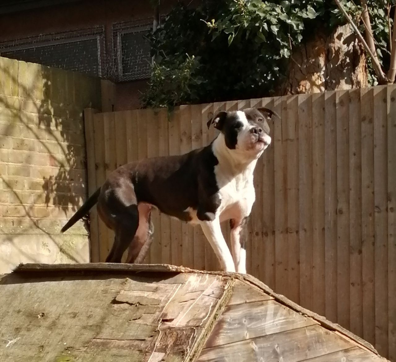 Photo of the dog