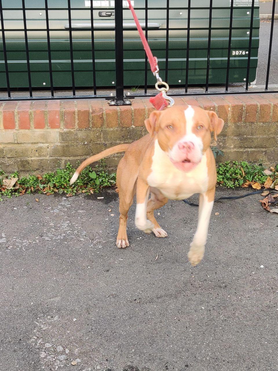 Photo of the dog