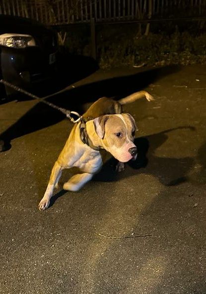 Photo of the dog