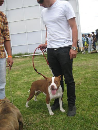 Photo of the dog