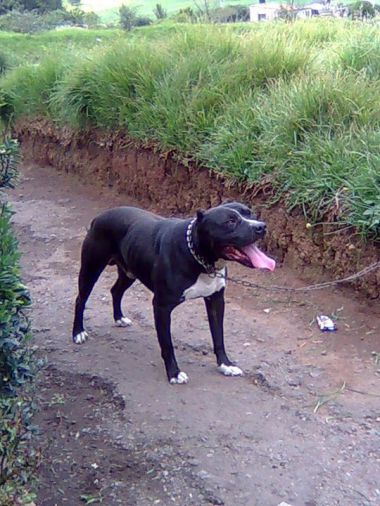 Photo of the dog