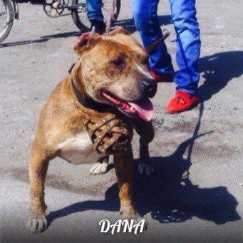 Photo of the dog